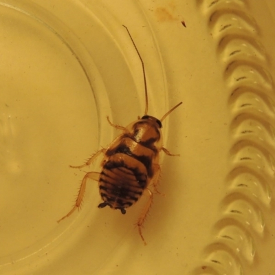 Robshelfordia sp. (genus) (A Shelford cockroach) at Conder, ACT - 13 Feb 2017 by MichaelBedingfield