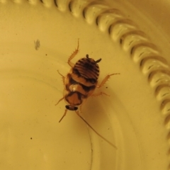 Robshelfordia sp. (genus) at Conder, ACT - 13 Feb 2017