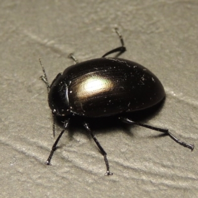 Chalcopteroides spectabilis (Rainbow darkling beetle) at Greenway, ACT - 7 Feb 2017 by michaelb