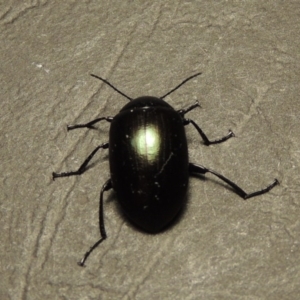 Chalcopteroides spectabilis at Greenway, ACT - 7 Feb 2017 10:42 PM