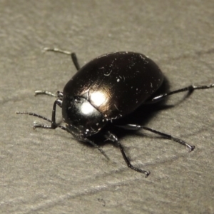 Chalcopteroides spectabilis at Greenway, ACT - 7 Feb 2017 10:42 PM