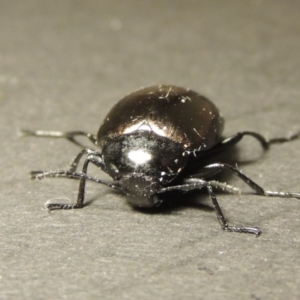 Chalcopteroides spectabilis at Greenway, ACT - 7 Feb 2017 10:42 PM