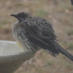 Anthochaera carunculata (Red Wattlebird) at Pollinator-friendly garden Conder - 8 Feb 2017 by michaelb