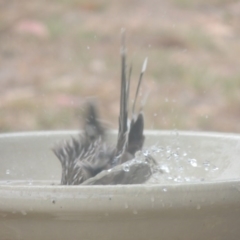 Anthochaera carunculata at Conder, ACT - 8 Feb 2017 11:50 AM