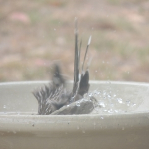 Anthochaera carunculata at Conder, ACT - 8 Feb 2017 11:50 AM