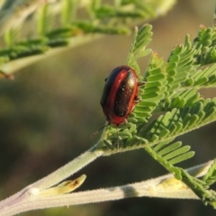 Calomela curtisi (Acacia leaf beetle) at Paddys River, ACT - 9 Feb 2017 by michaelb