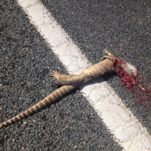 Varanus rosenbergi at Colinton, NSW - 16 Feb 2017