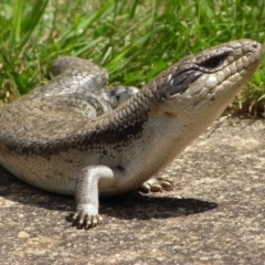 Tiliqua scincoides scincoides (Eastern Blue-tongue) at Aranda, ACT - 9 Apr 2008 by RDuncan