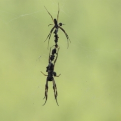 Trichonephila edulis (Golden orb weaver) at Hackett, ACT - 12 Feb 2017 by Qwerty