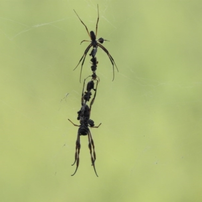 Trichonephila edulis (Golden orb weaver) at Hackett, ACT - 13 Feb 2017 by Qwerty