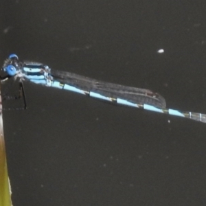 Austrolestes annulosus at Paddys River, ACT - 16 Feb 2017