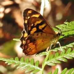 Heteronympha banksii (Banks' Brown) at Paddys River, ACT - 16 Feb 2017 by JohnBundock