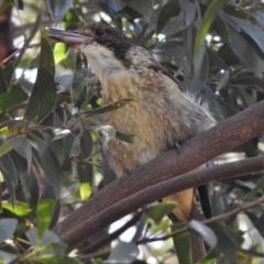 Cracticus torquatus (Grey Butcherbird) at Tidbinbilla Nature Reserve - 15 Feb 2017 by JohnBundock