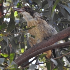 Cracticus torquatus (Grey Butcherbird) at Paddys River, ACT - 15 Feb 2017 by JohnBundock