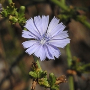 Cichorium intybus at Paddys River, ACT - 15 Feb 2017 12:19 PM