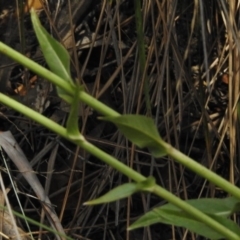 Cichorium intybus at Paddys River, ACT - 15 Feb 2017