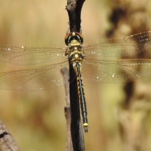 Hemicordulia tau at Paddys River, ACT - 15 Feb 2017 12:06 PM