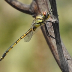 Hemicordulia tau at Paddys River, ACT - 15 Feb 2017 12:06 PM