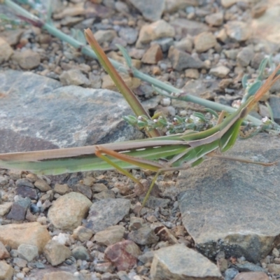 Acrida conica (Giant green slantface) at Paddys River, ACT - 9 Feb 2017 by MichaelBedingfield