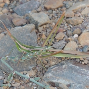 Acrida conica at Paddys River, ACT - 9 Feb 2017 07:40 PM