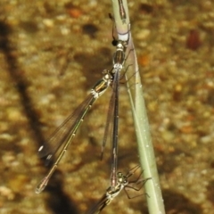 Synlestes weyersii (Bronze Needle) at Tidbinbilla Nature Reserve - 15 Feb 2017 by JohnBundock