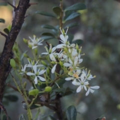 Bursaria spinosa (Native Blackthorn, Sweet Bursaria) at Point Hut to Tharwa - 9 Feb 2017 by michaelb