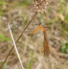 Harpobittacus (genus) (Hangingfly) at Bemboka River Reserve - 2 Jan 2017 by JanetRussell