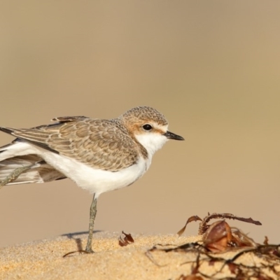 Anarhynchus ruficapillus (Red-capped Plover) at Nelson, NSW - 15 Feb 2017 by Leo
