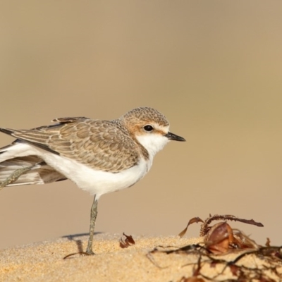 Anarhynchus ruficapillus (Red-capped Plover) at Nelson, NSW - 16 Feb 2017 by Leo