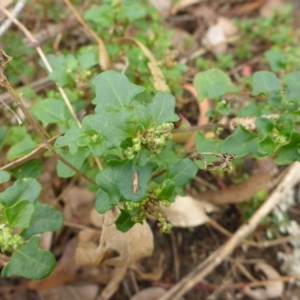 Einadia hastata at Bemboka River Reserve - 2 Jan 2017 03:09 PM