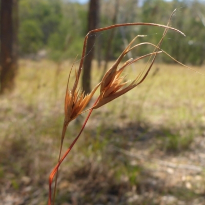 Themeda triandra (Kangaroo Grass) at Bemboka, NSW - 2 Jan 2017 by JanetRussell