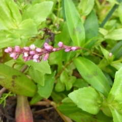 Persicaria decipiens (Slender Knotweed) at Brogo, NSW - 30 Dec 2016 by JanetRussell