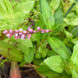 Persicaria decipiens at Brogo, NSW - 31 Dec 2016