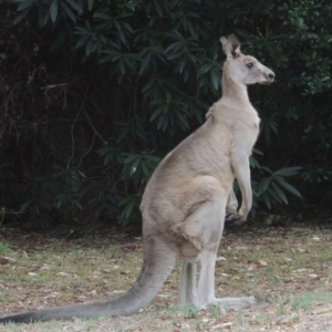 Macropus giganteus at Conder, ACT - 14 Feb 2017