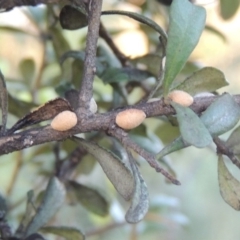 Phacelococcus bursaria (Blackthorn felted scale) at Point Hut to Tharwa - 9 Feb 2017 by michaelb