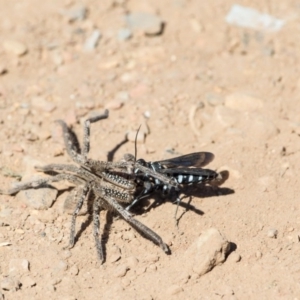 Turneromyia sp. (genus) at Murrumbateman, NSW - 17 Feb 2017 09:41 AM