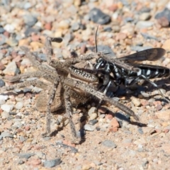 Turneromyia sp. (genus) at Murrumbateman, NSW - 17 Feb 2017 09:41 AM