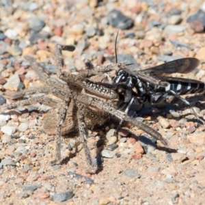 Turneromyia sp. (genus) at Murrumbateman, NSW - 17 Feb 2017 09:41 AM