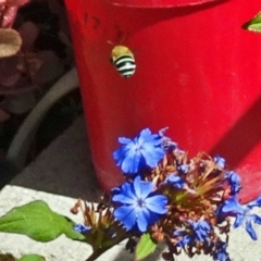 Amegilla sp. (genus) (Blue Banded Bee) at Isaacs, ACT - 17 Feb 2017 by galah681