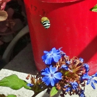 Amegilla sp. (genus) (Blue Banded Bee) at Isaacs, ACT - 17 Feb 2017 by galah681