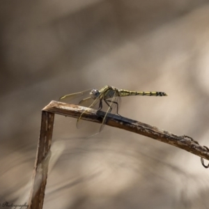 Orthetrum caledonicum at Molonglo River Reserve - 16 Feb 2017