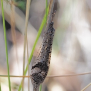 Glenoleon sp. (genus) at Acton, ACT - 16 Feb 2017 11:30 AM