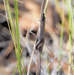 Glenoleon sp. (genus) at Acton, ACT - 16 Feb 2017