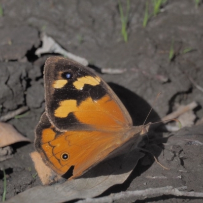 Heteronympha merope (Common Brown Butterfly) at Acton, ACT - 16 Feb 2017 by KenT