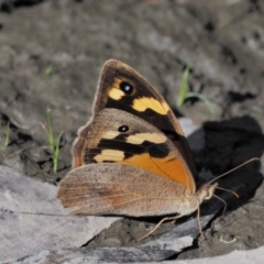 Heteronympha merope at Acton, ACT - 16 Feb 2017 10:20 AM