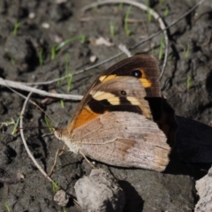 Heteronympha merope at Acton, ACT - 16 Feb 2017 10:20 AM