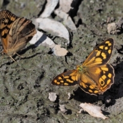 Heteronympha paradelpha (Spotted Brown) at Acton, ACT - 16 Feb 2017 by KenT