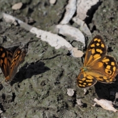 Heteronympha paradelpha at Acton, ACT - 16 Feb 2017 10:18 AM