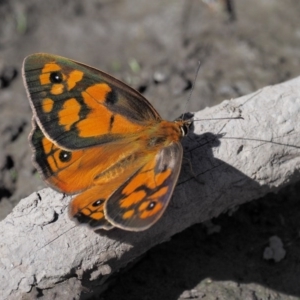 Heteronympha penelope at Acton, ACT - 16 Feb 2017