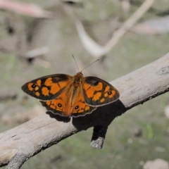 Heteronympha penelope at Acton, ACT - 16 Feb 2017